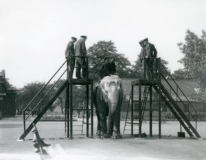 Syed Ali entrenando a Indiarani, mientras otros empleados y cuidadores observan, Zoológico de Londres, junio de 1922 de Frederick William Bond